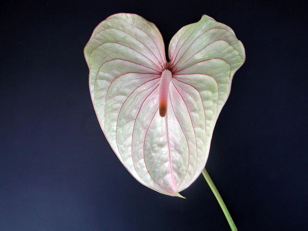 Anthurium (4)