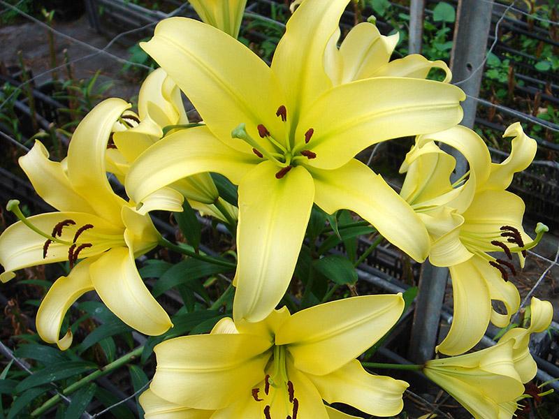 Gerbere e Lilium (6)
