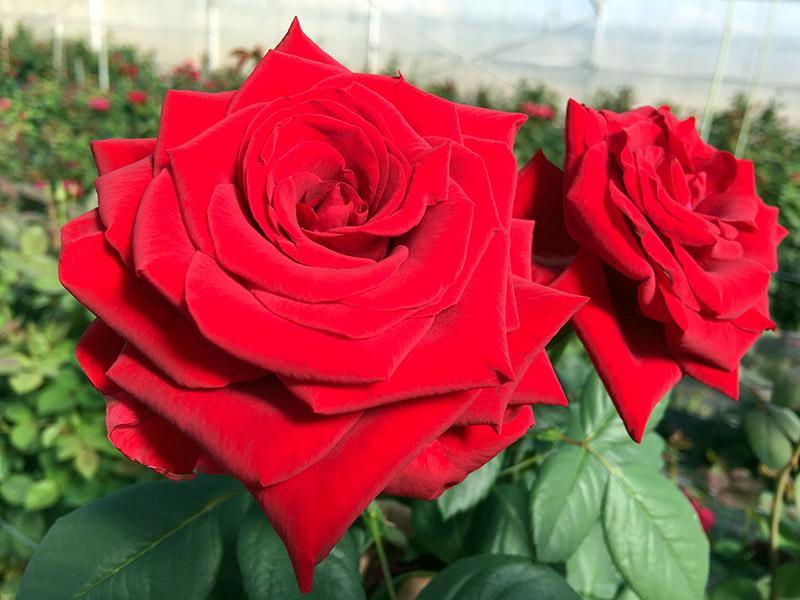 Rose (10)