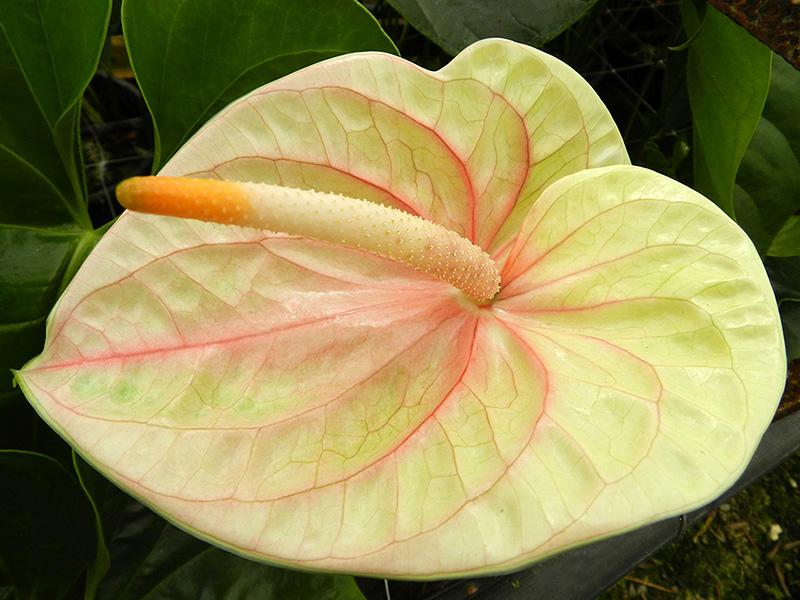 Anthurium (6)