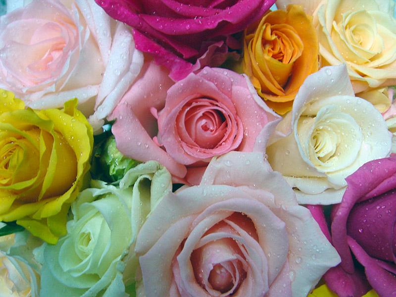 Rose (9)