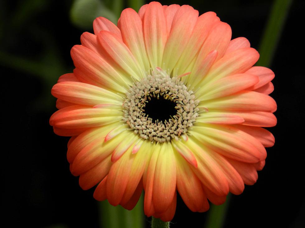 Gerbere e Lilium (1)