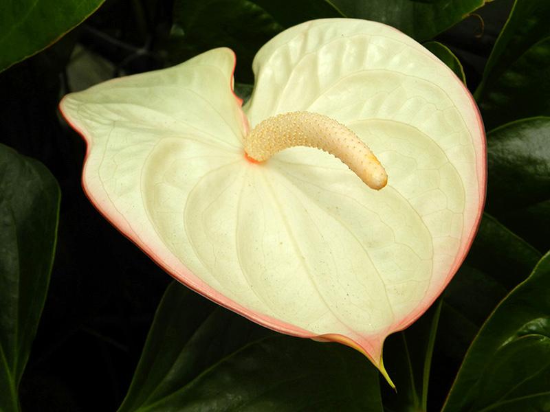 Anthurium (9)