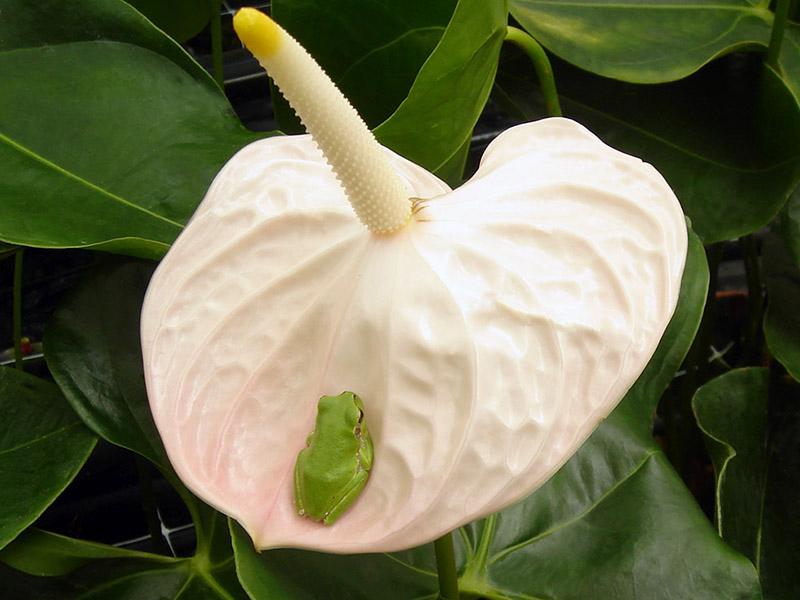 Anthurium (8)