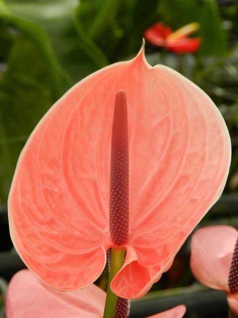 Anthurium (10)