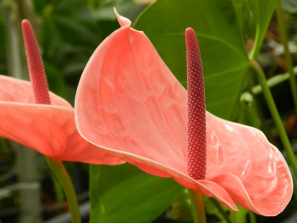 Anthurium