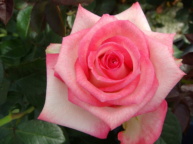 Rose (11)