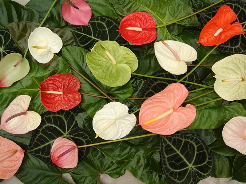 Anthurium (3)