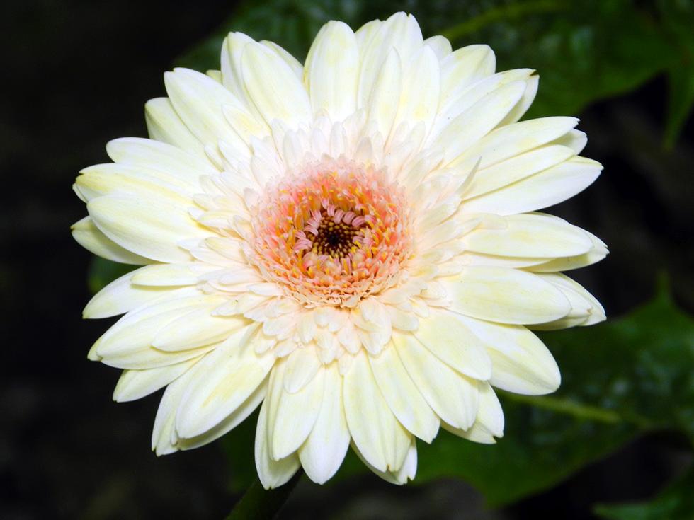Gerbere e Lilium (8)