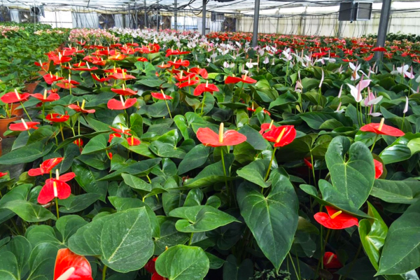 Fornitura fiori recisi Fornitura fiori recisi