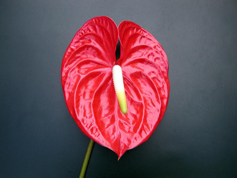Anthurium (7)