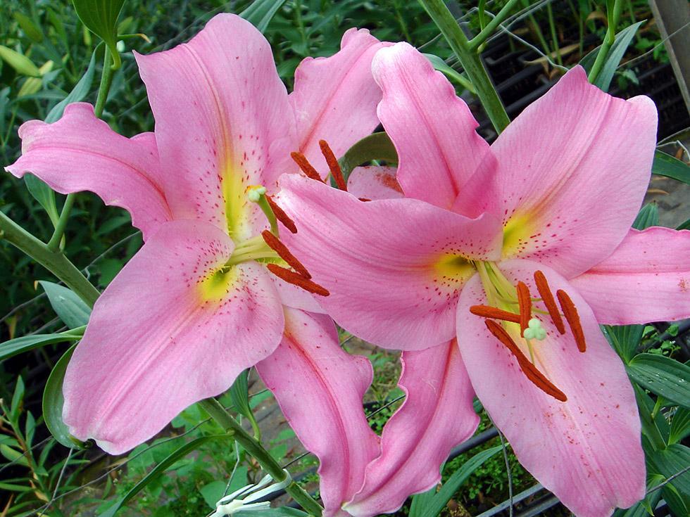 Gerbere e Lilium (12)