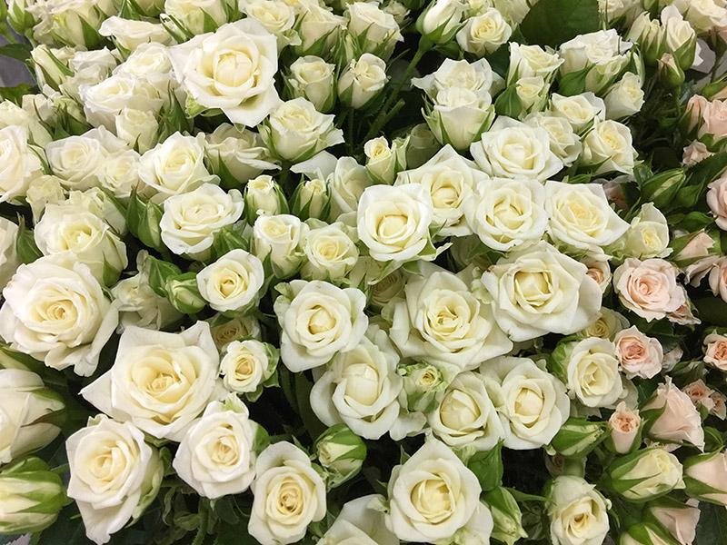 Rose (12)