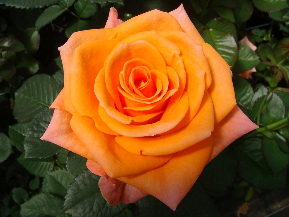 Rose (6)