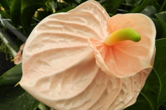 Anthurium Anthurium