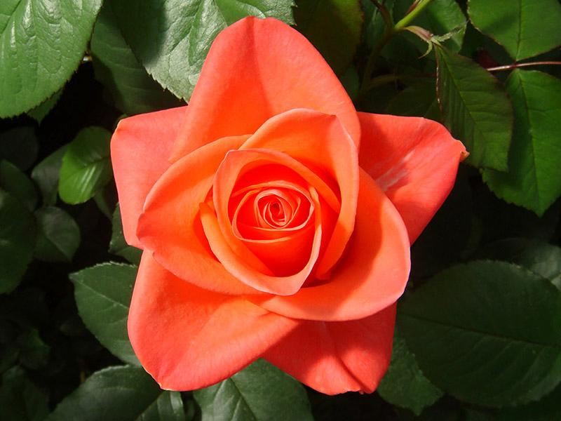 Rose (4)