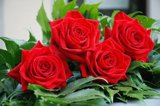 Rose Rose