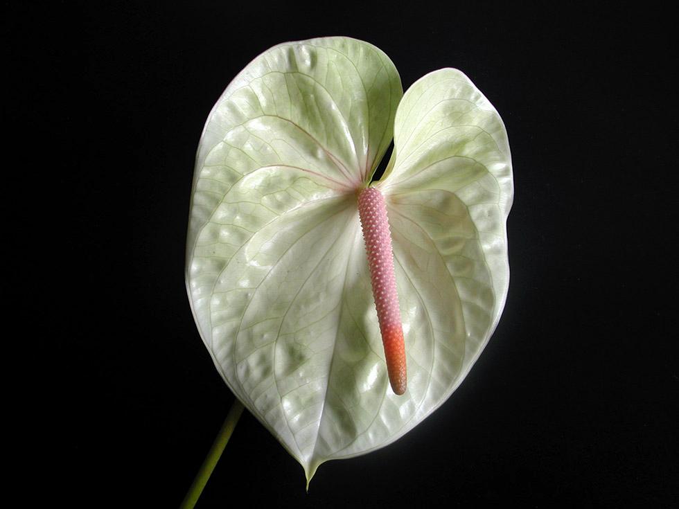 Anthurium (11)