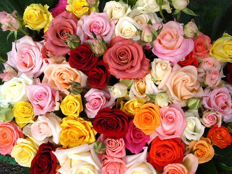 Rose (2)