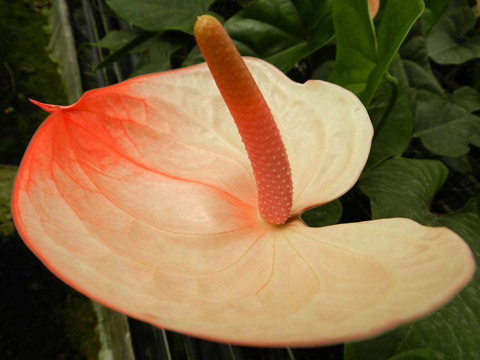 Anthurium (12)