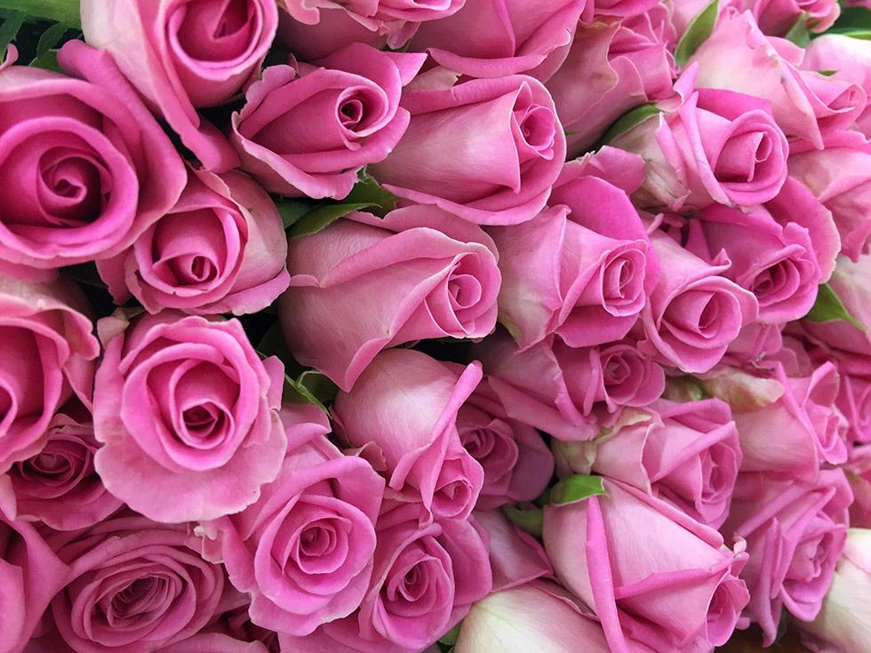 Rose (7)