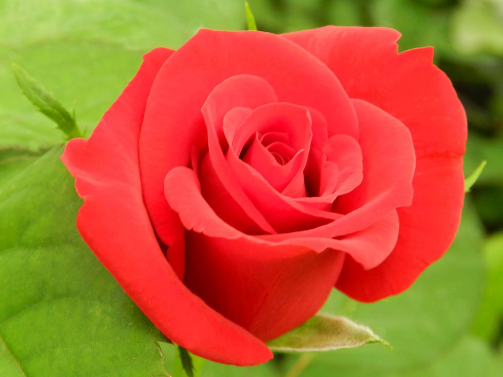 Rose (8)