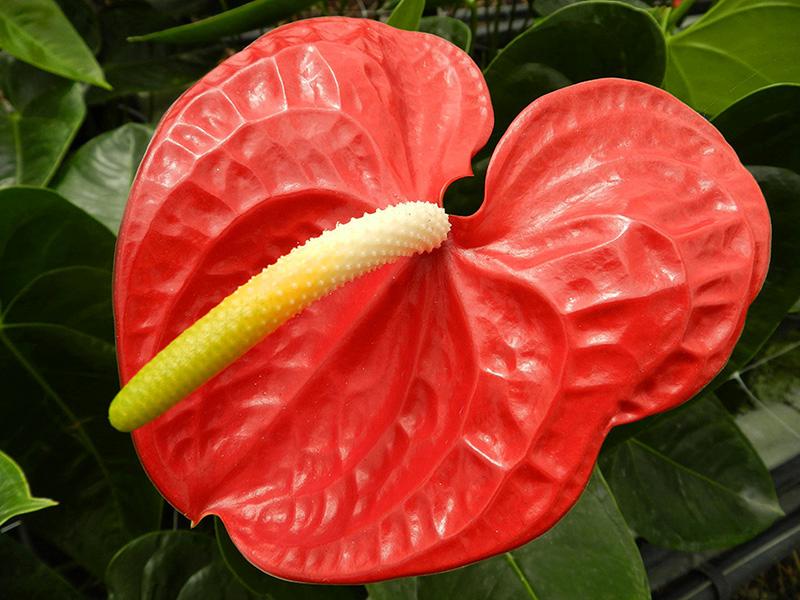 Anthurium (5)