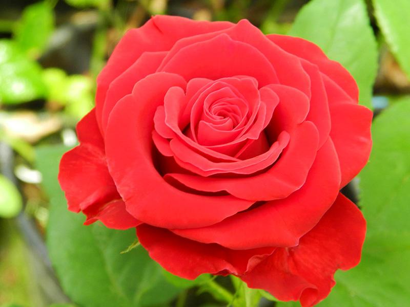 Rose (3)