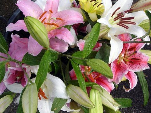 Gerbere e Lilium (3)