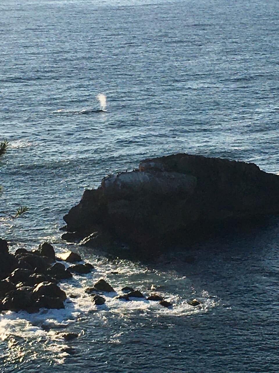 Whale watching, Wharf to Wharf Walk
