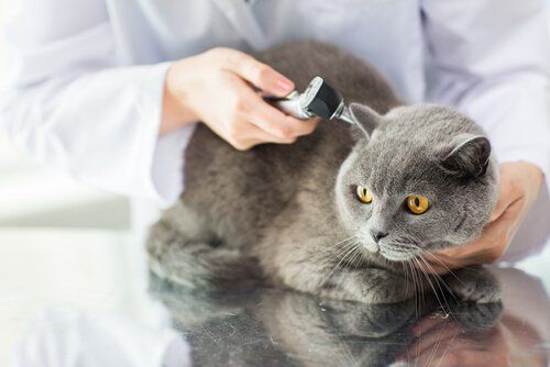 General Health Checks