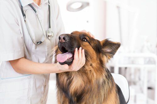 Animal Vaccinations