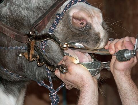 Horsecare