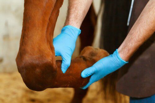 Horsecare