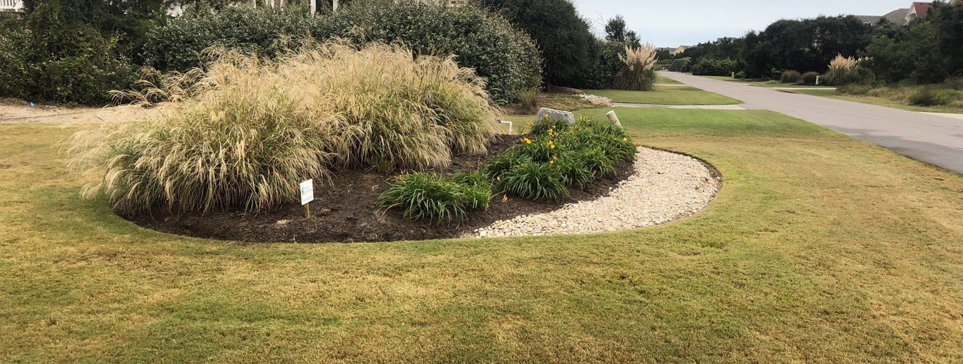 Miscanthus grass (ornamental) in a garden bed with yellow day lillies