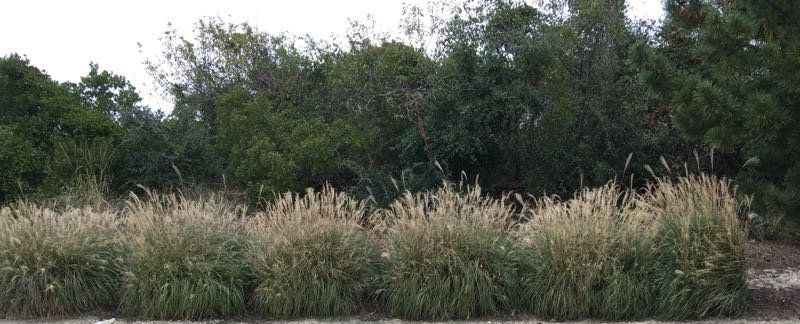 Miscanthus Grass in front of large bushes