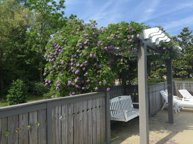 Sample photo of a flower to be used for selection to view specific flowers.