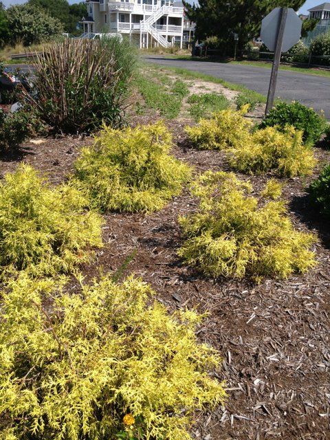 6 gold coast junipers planted in a mulched bed.