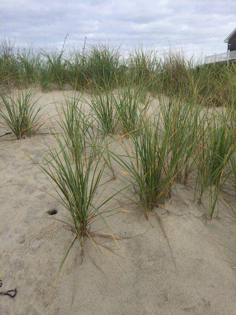 Beach grass growing on the dunes.