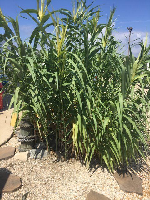 Giant reed growing and looks like a corn stalk.