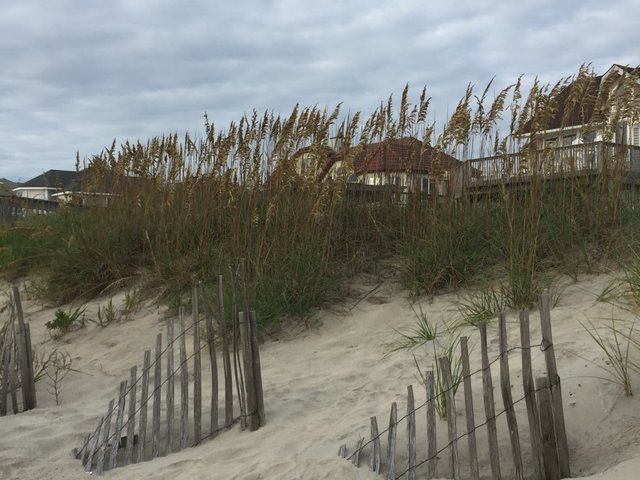 Sea Oats have a large oat like frond at the tip of the grass. These are planted on the dunes.