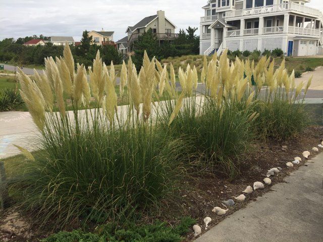 Pampas Grass has a yellowish frond at the top of the grass.