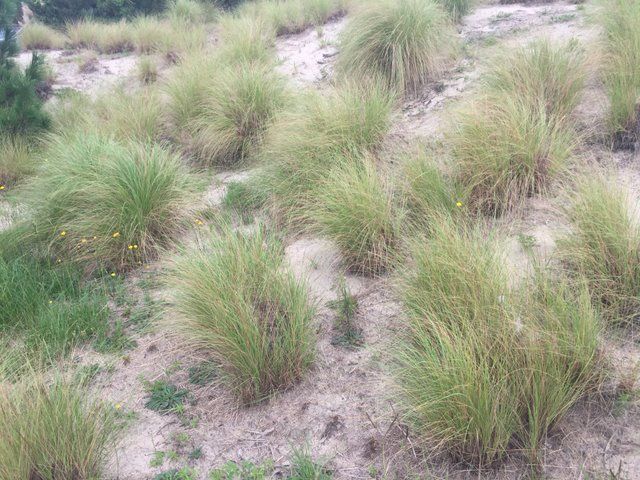 Weeping grass growing in the dunes.