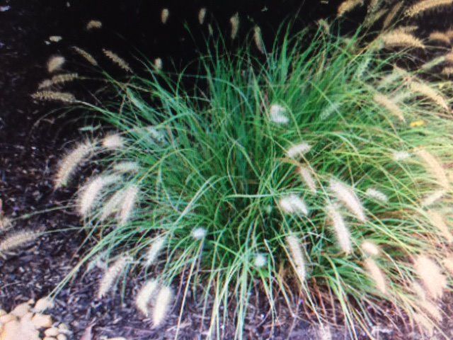 Smaller ornamental grass with feathery wheat-like fronds.