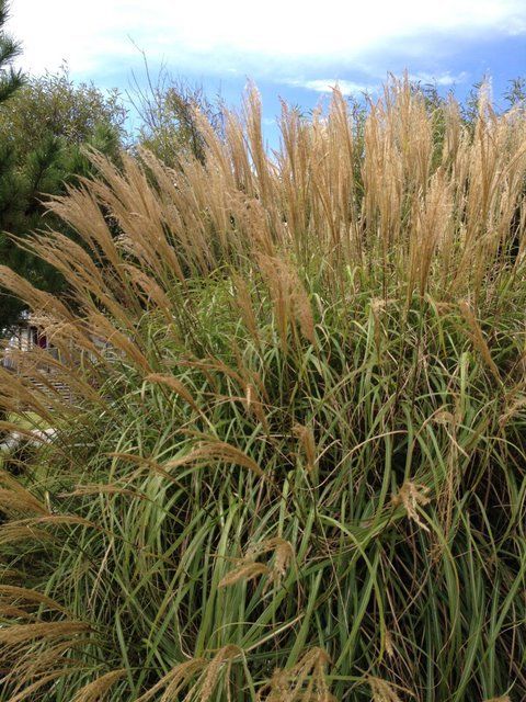 Miscanthus Grass growing in a garden with yellow gold fronds.