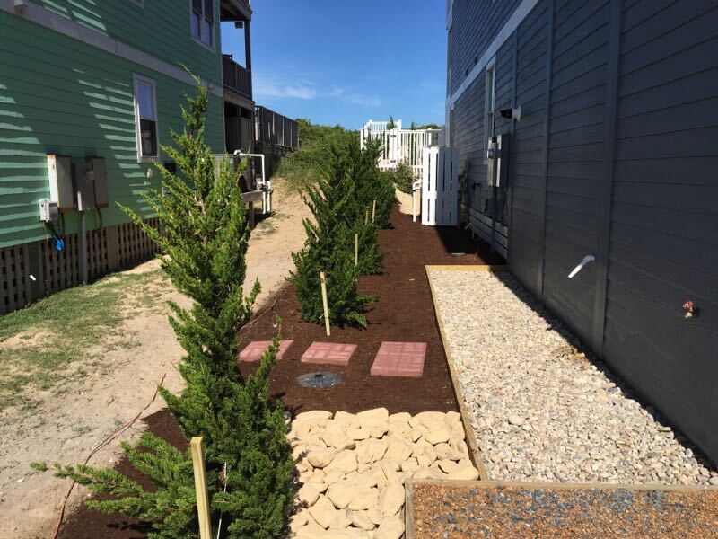 Hollywood junipers planted as a natural fence between homes.