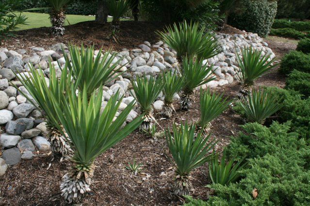 11 yucca plants, not blooming, in a mulched bed, with a rock border.