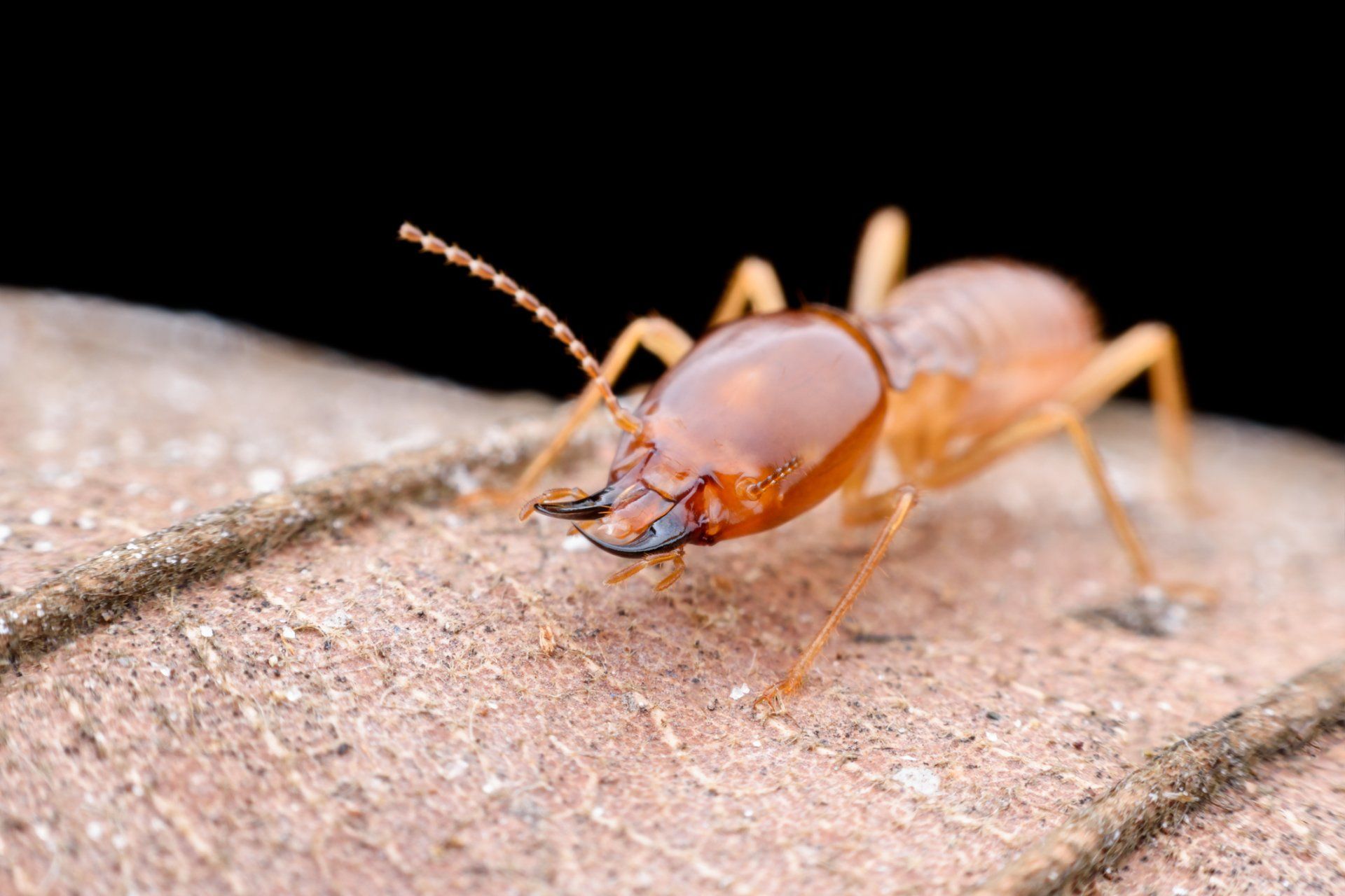 Termite Treatment — Termite On Dried Leaf in New Martinsville, WV Termite Treatment — Termite On Dried Leaf in New Martinsville, WV