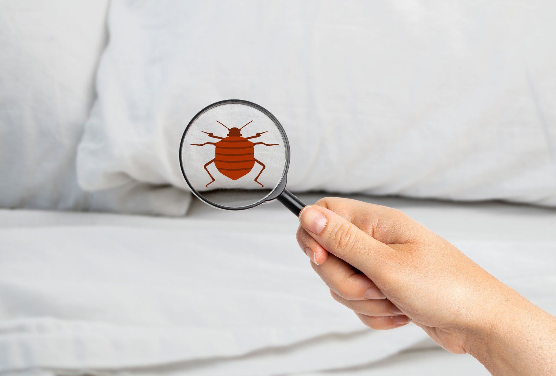 Searching Bed Bugs — Daly City, CA — Alert Pest Control Company