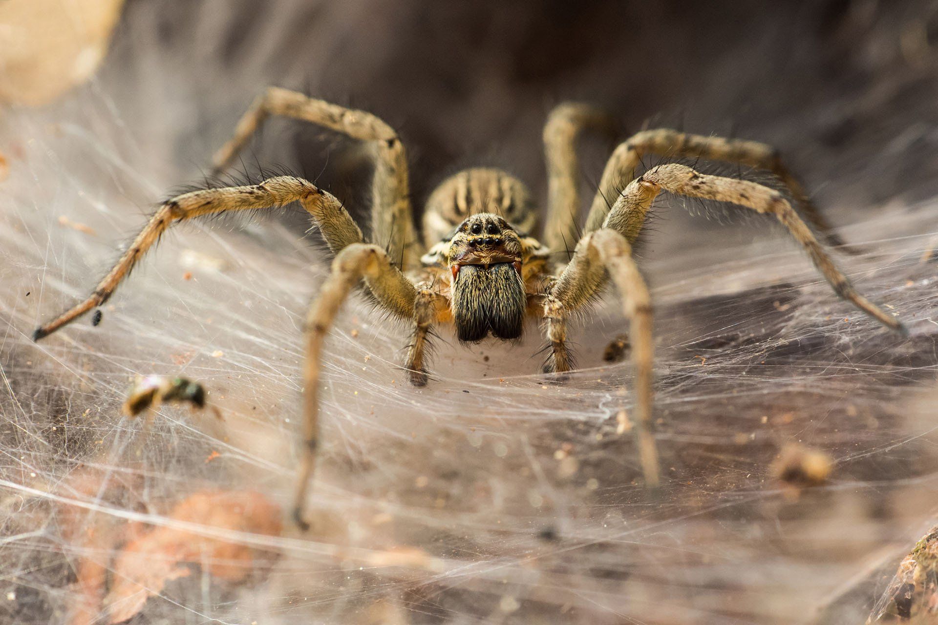 Funnel Spider — Daly City, CA — Alert Pest Control Company